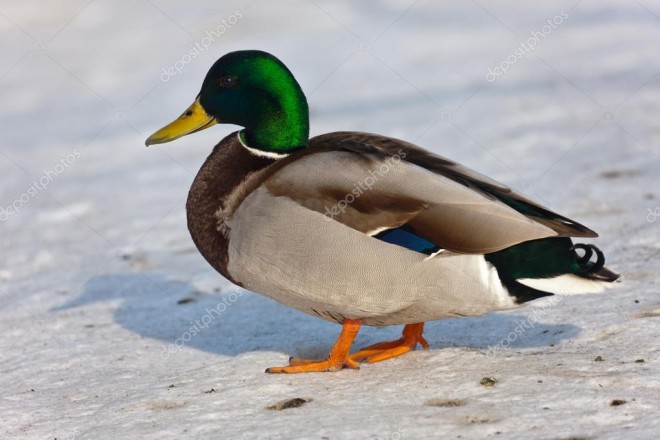 colvert.jpg