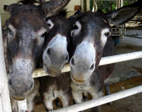 donkeys.jpg