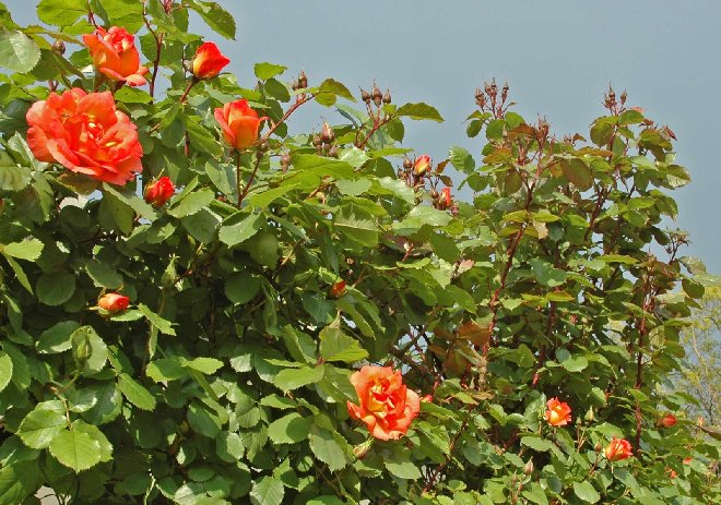 jardin-110509_003rw.jpg