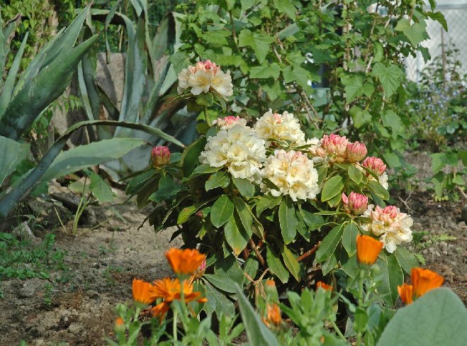 jardin-110509_005rw.jpg