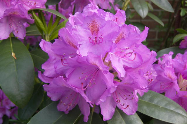 rhodo1.jpg