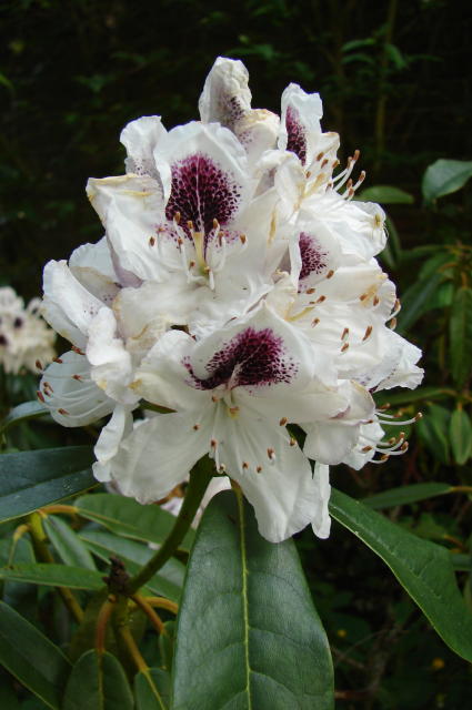 rhodo2.jpg