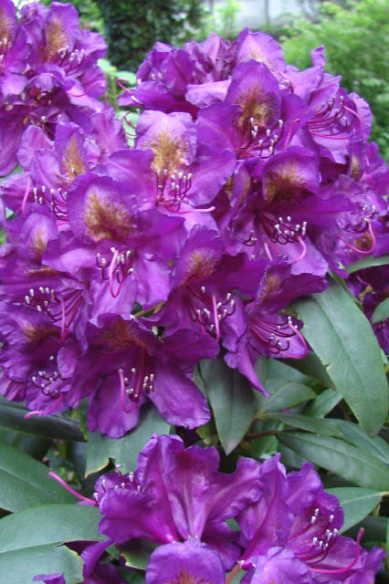 rhodo4.jpg