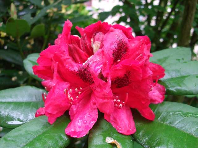 Rhodo 002_PhotoRedukto.jpg