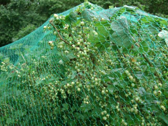 Fruitiers 001_PhotoRedukto.jpg