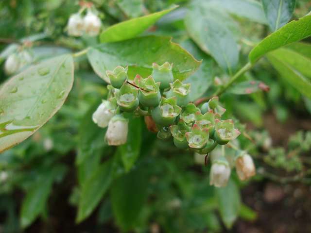 Fruitiers 004_PhotoRedukto.jpg