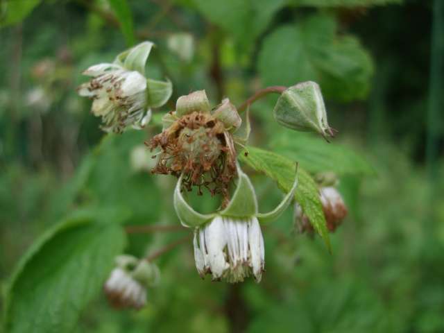 Fruitiers 006_PhotoRedukto.jpg