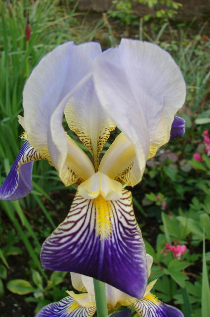 iris1.jpg