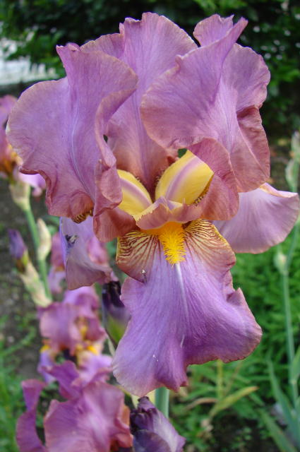 iris2.jpg
