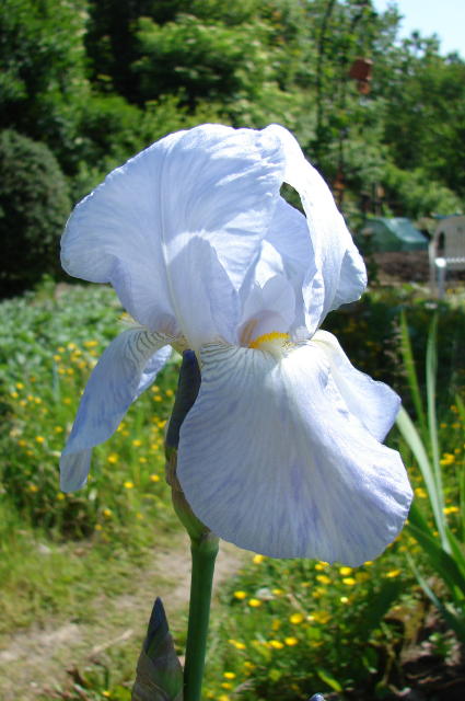 iris4.jpg