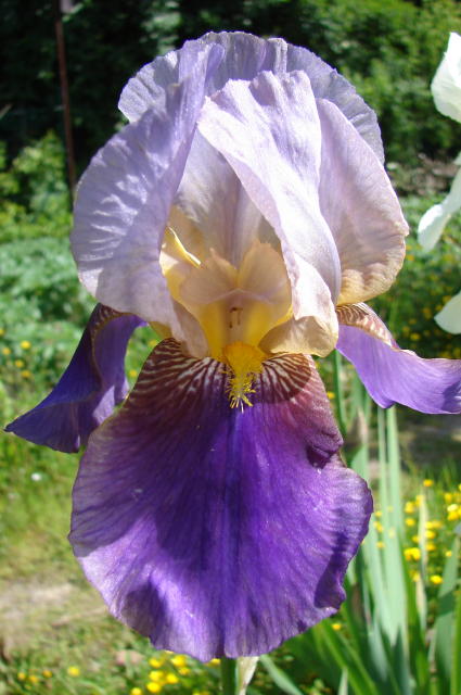 iris5.jpg