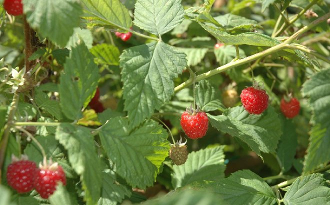 Framboises-002bw.jpg