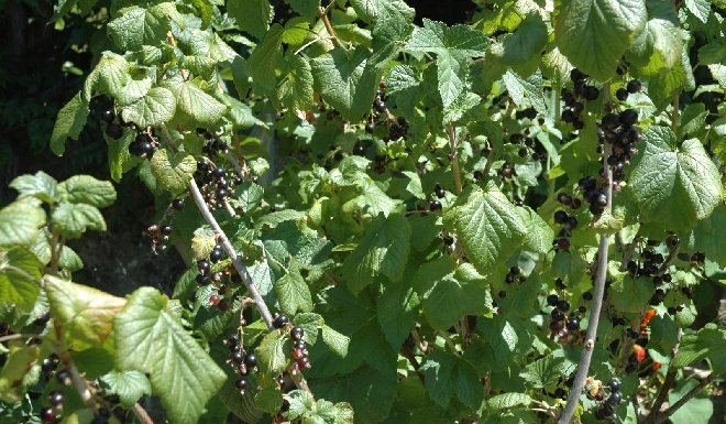Cassis-001brw.jpg