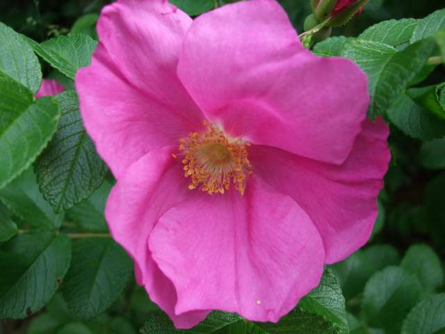 Au jardin 003_PhotoRedukto.jpg