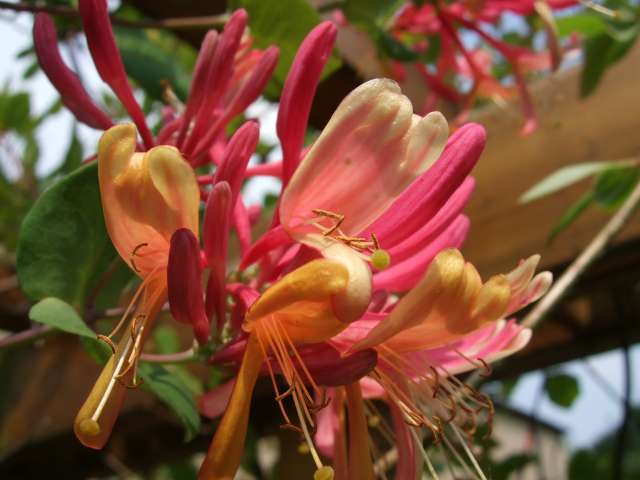 Au jardin 005_PhotoRedukto.jpg