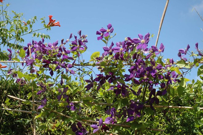 DSC_7217rw.jpg