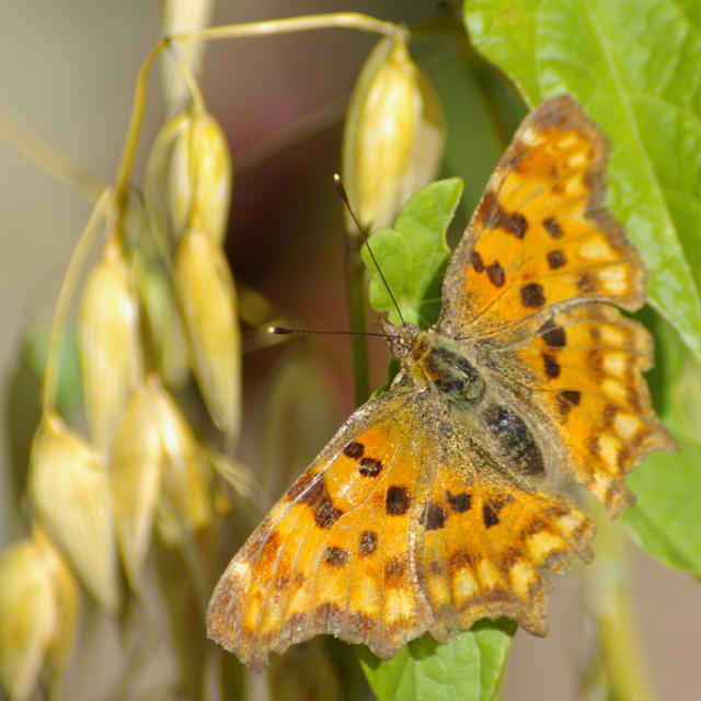 papillon3.jpg