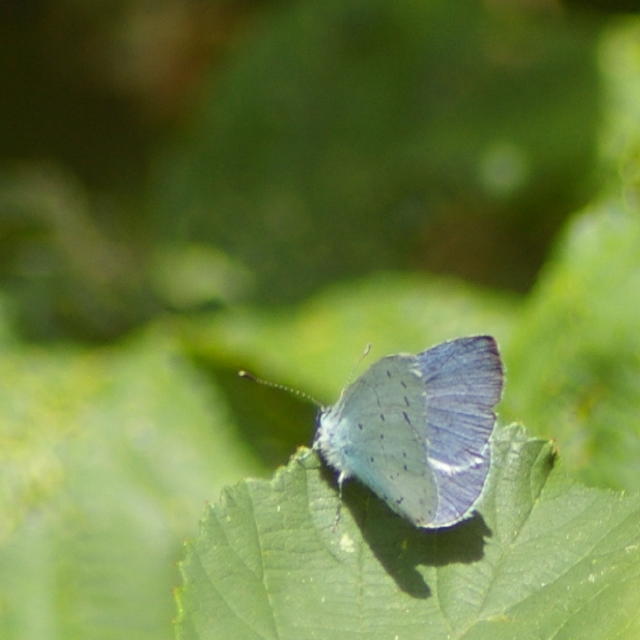 petitbleu.jpg