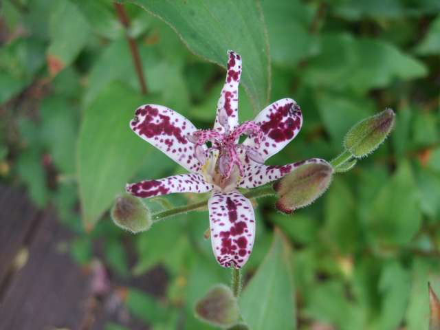 Au jardin 011_PhotoRedukto.jpg