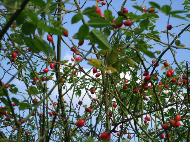 Au jardin 013_PhotoRedukto.jpg
