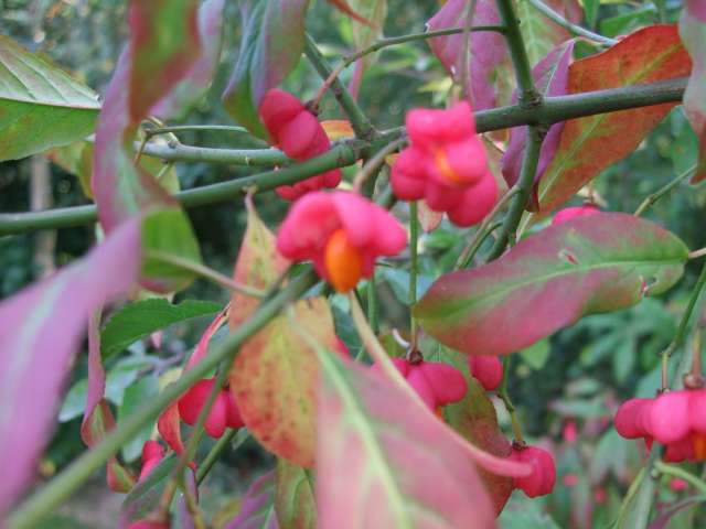 Au jardin 014_PhotoRedukto.jpg