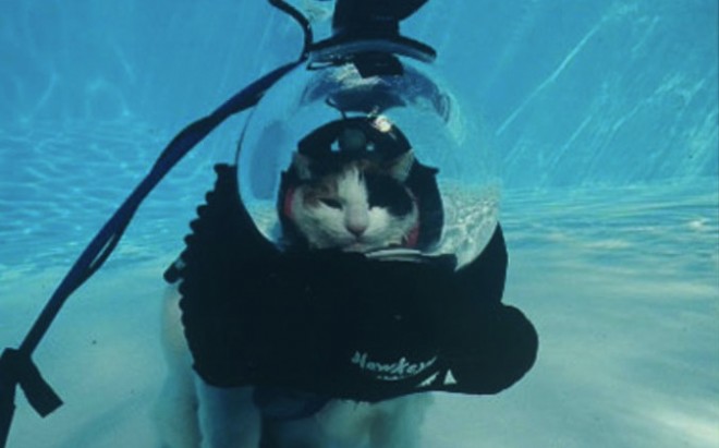 chat-dans-scaphandrier-plongee-sous-eau-piscine-wtf.jpg