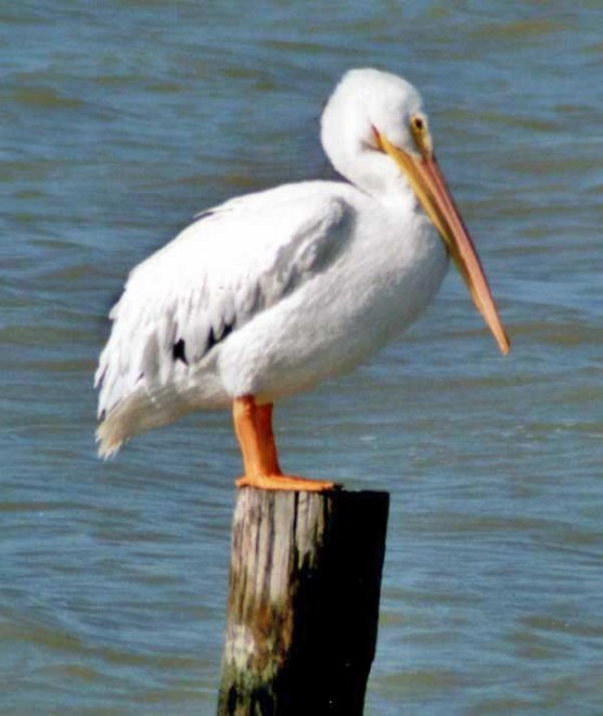 white_pelican.jpg
