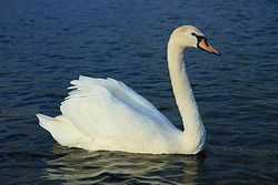 Cygne.jpg