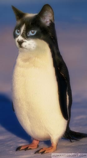 drole-de-pinguin.jpg