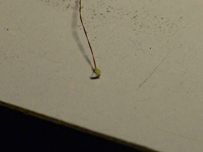 100_3119.JPG
