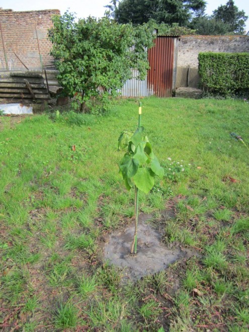 Premier platane 01 reduit.jpg