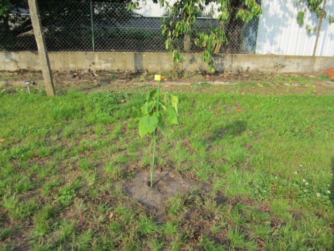 Premier platane 02 reduit.jpg