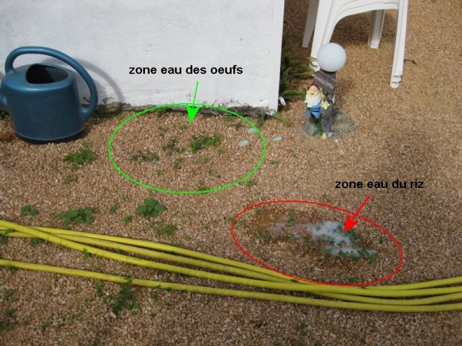 Jardin 07 aout 2011 01 reduit annote.JPG