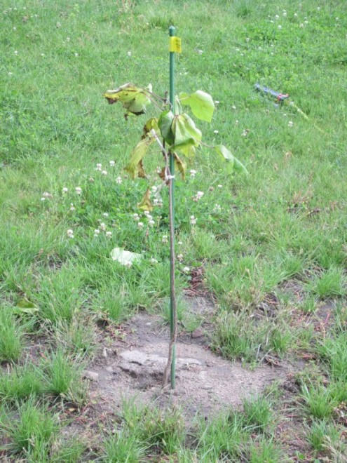 catalpa 01.jpg
