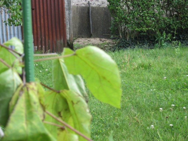 feuille catalpa 01.jpg