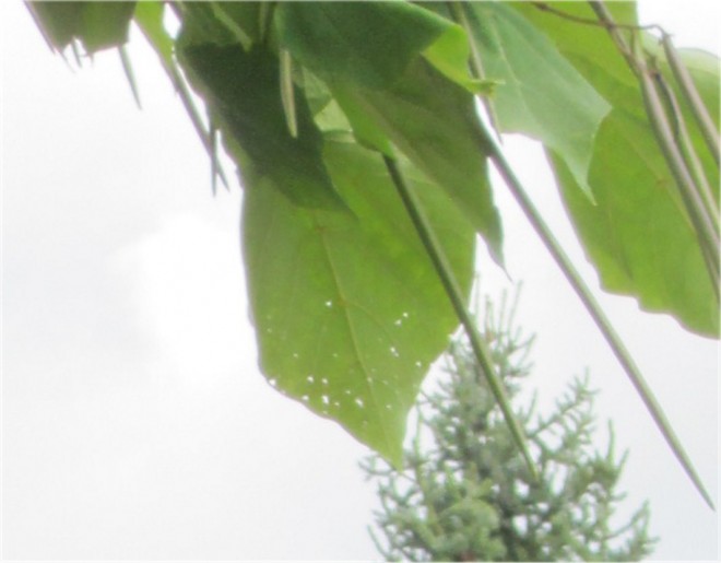 catalpa Pat 01.jpg