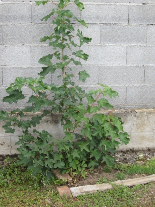 erable ou chene 01.jpg