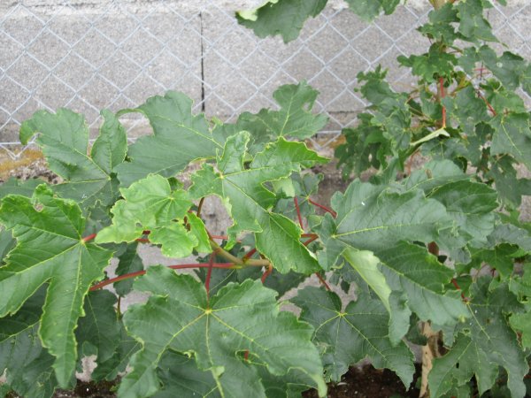erable ou chene feuille 01.jpg