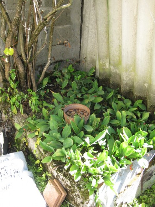 17 aout 2011 03 reduit.JPG