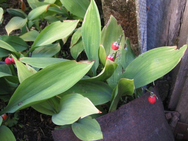 17 aout 2011 04 reduit.JPG