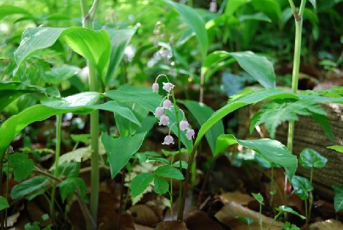 muguet.JPG