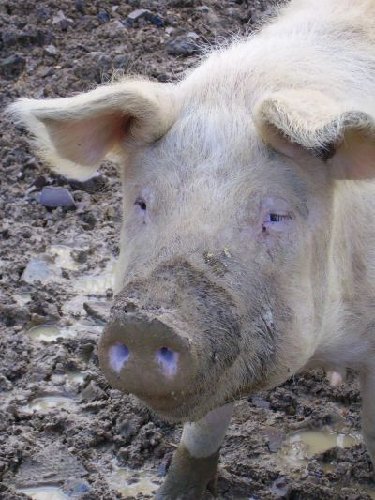 cochon.jpg