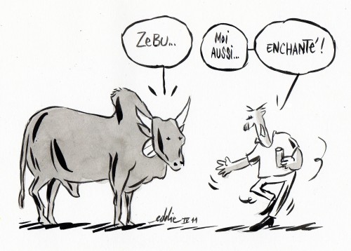 zebu.jpg