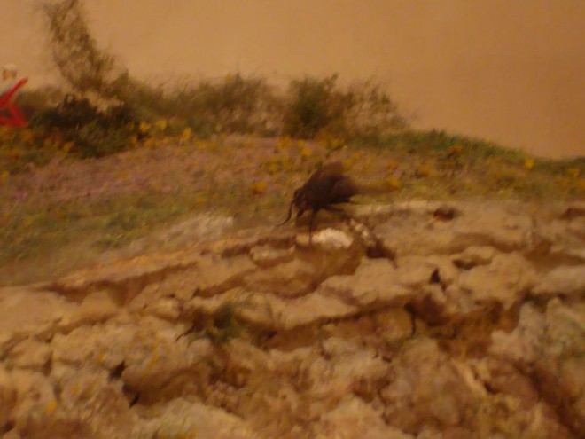 DSC06847 réduite.jpg