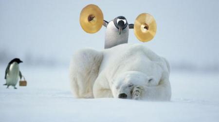 animaux44-vip-blog-com-764031ours-pingouin-cymbale.jpg