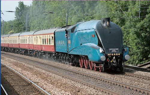 4464_Bittern.jpg