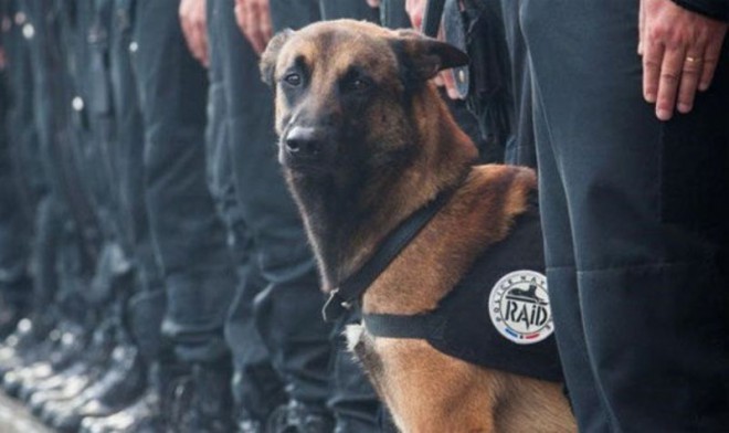 Diesle-was-killed-during-paris-terror-siege.jpg