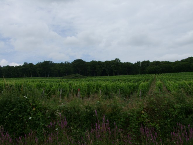 DSCF9896.JPG